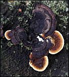 [sepiarium-1y.jpg]