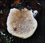 [sepiarium-1z.jpg]
