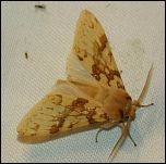 [maculata-1b.jpg]