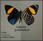 [guatemalena-1.jpg]