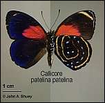 [patelina-1.jpg]