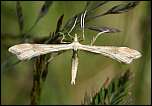 [pallidactyla-1U.jpg]