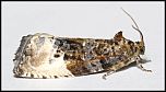 [ochroleucana-1aU.jpg]