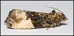 [ochroleucana-1bU.jpg]