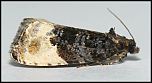[ochroleucana-2U.jpg]
