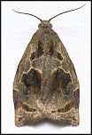 [crataeganus-1.jpg]