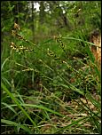[rhizodes-1.jpg]