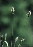 [odoratum_odoratum-1a.jpg]