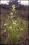 [corniculata-1.jpg]