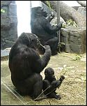 [gorilla-2b.jpg]